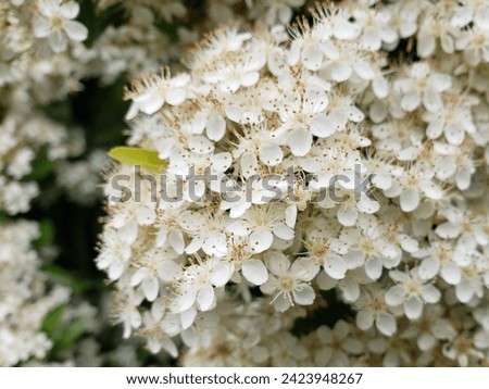 Closeup of White Flowers on a Scarlet Firethorn (Pyracantha Coccinea) Royalty-Free Stock Photo #2423948267