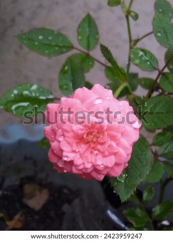 Peach Minion roses that have just bloomed. roses with a combination of peach and orange colors.

