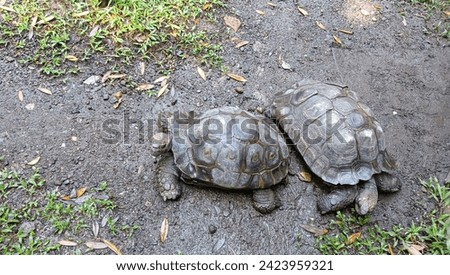 The asian forest tortoise, also known commonly as the mountain tortoise 