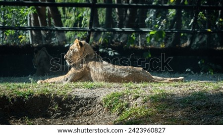 Lion in a Mexico City Zoo