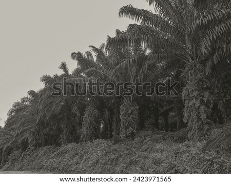 Artistic photo of an oil palm plantation