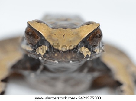 Megophryidae, Xenophrys major, Thailand, beautiful eye, colorful frog from the forest Royalty-Free Stock Photo #2423975503