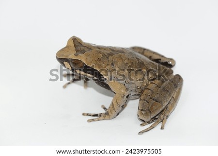 Megophryidae, Xenophrys major, Thailand, beautiful eye, colorful frog from the forest Royalty-Free Stock Photo #2423975505
