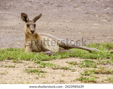Eastern Grey Kangaroo in Queensland Australia