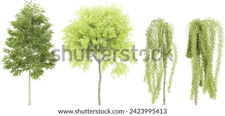 Quercus palustris,Gleditsia triacanthos,Caragana arborescens Walker trees and shrubs in summer isolated on white background. Forestscape. High quality clipping mask. Forest and green foliage