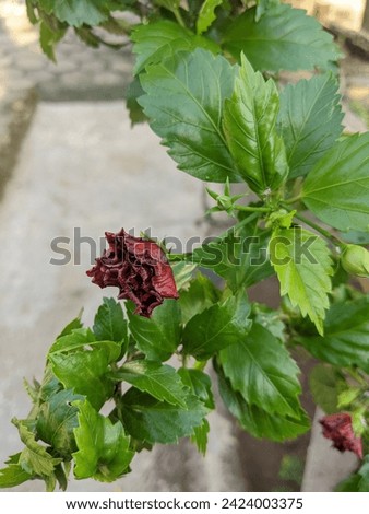background of flowers in the garden with green leaves and red flowers