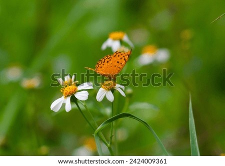 a phalantha phalantha butterfly perched on a blooming flower