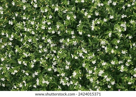 A solid background of green plants with small, white flowers.     