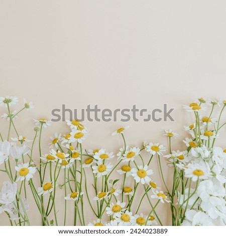 Elegant aesthetic chamomile daisy flowers pattern on neutral beige background with copy space