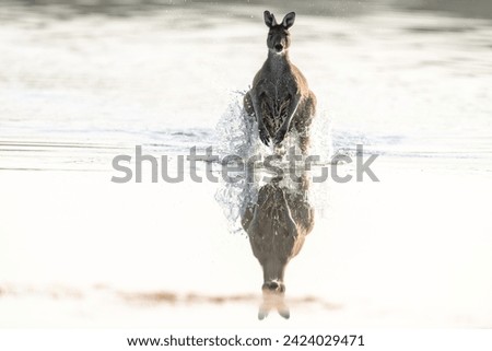 Australian Kangaroo  (Macropus fuliginosus) hoping through the water creating reflections in a perfectly calm lake early morning creating splashes and ripples in the water.