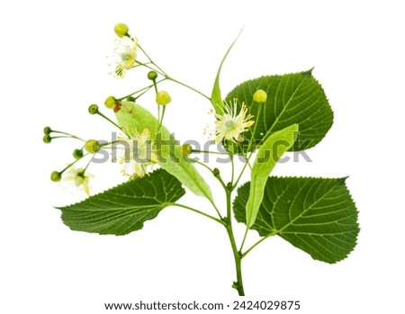 Linden flowers isolated on white background. Detail for design. Design elements. Macro. Background for business cards, postcards and posters.