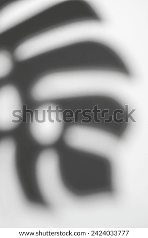 Shadows from monstera leaves on a lwhite background.