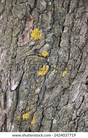 Yellow moss on the tree trunk and interesting texture of the tree trunk.