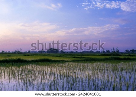 The beautiful view of the rice fields in the morning looks very naturally beautiful 