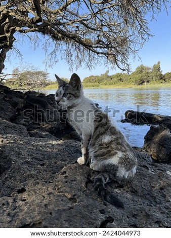 “Join Lily, the adventurous feline, as she explores the tranquil lakeside oasis. With each graceful step, Lily’s soft fur catches the gentle breeze, reflecting the shimmering sunlight dancing across t