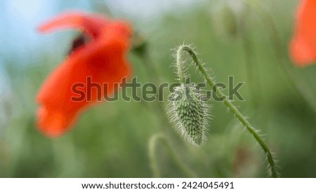 A close-up view of a red poppy flower bud - Papaver rhoeas in a meadow in an interesting blurred background. Floral wall art design with summer light will decorate the wall. Wild flowers in nature