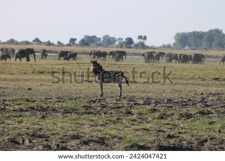 Zebra in Botswana, Elephant background