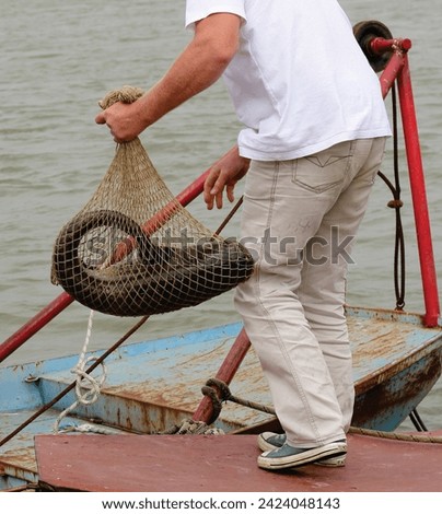 Fisherman caught the catfish in the net image. Outdoor sport activity in nature. Hunter and prey photo. Man catch the big fish photography.