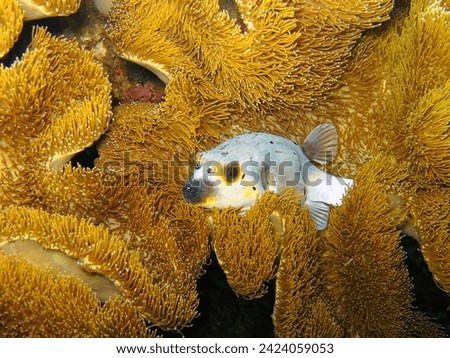 Tropical reef fish - Puffer fish (Tetraodontidae) hiding in the coral. Tropical reef and fish, underwatr photography from scuba diving. Venomous fish in the ocean. Royalty-Free Stock Photo #2424059053
