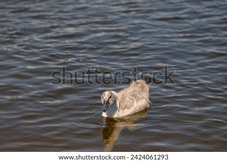 grey chicks of the white sibilant swan with grey down, young small swans with adult swans parents Royalty-Free Stock Photo #2424061293