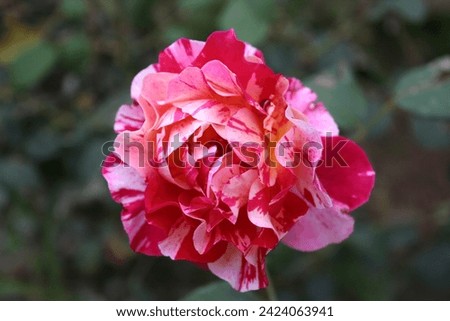 Hybrid Tea rose "Candy Stripe" Picture 