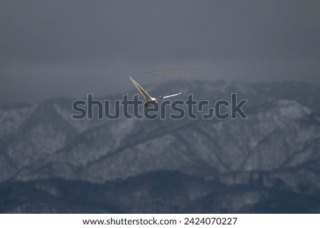 Beautiful white Whooper Swans coming into to land with winter mountain background.