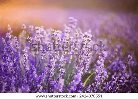 Provence, Lavender field at sunset, Valensole Plateau Royalty-Free Stock Photo #2424070551