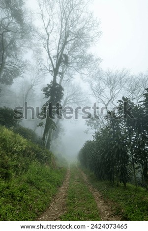 Wet Dirt Road in Jungle Forest in  Baru Volcano , Chiriqui province, Panama  - stock photo