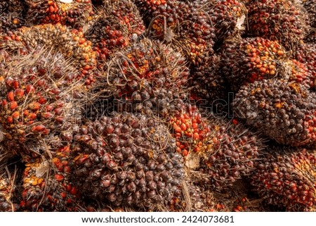 Palm oil nuts,  the fruits of oil palm trees are used to make palm oil, vegetable oil used in cooking as well as numerous commercial products - stock photo