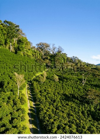 Organic coffee farm in the mountains of Panama, Boquete, Chiriqui highlands - stock photo
