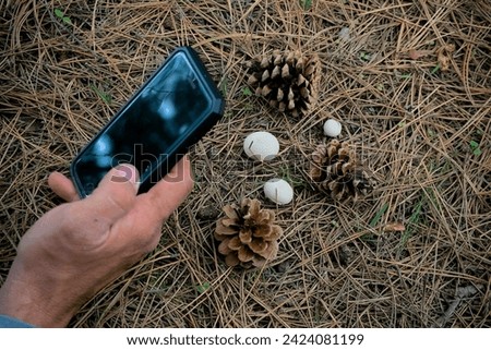 man takes pictures of wild mushrooms in the forest on his mobile phone