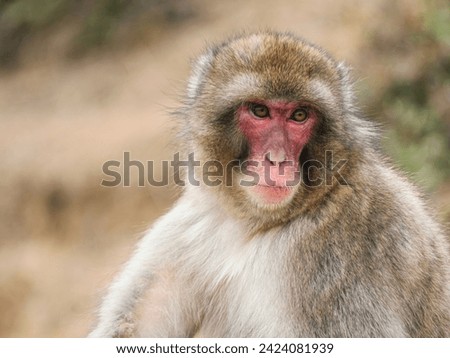 Portrait of Japanese macaque or snow monkey in nature habitat.