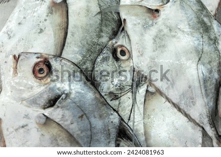 African pompano (Alectis ciliaris), pennant-fish, threadfin trevally, fresh caught fishes for sale on fishmarket