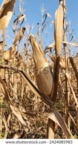 Corn harvest season has arrived. Pictures of corn fields that are old and dry. Ready to harvest and send to industrial plants for use in animal feed production Produced as corn starch and many others
