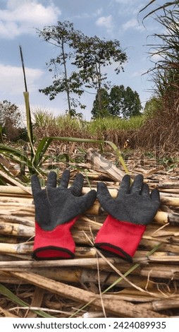 Picture of rubber gloves placed on sugarcane bran that sugarcane workers wear to work to protect from danger from sugarcane leaves.