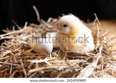 a broiler chicken and eggs in a nest of straw on a black background. Agriculture,village, farm.