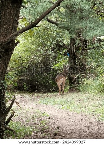 It's a roe deer I met when I look a walk in jeongmul Oreum, Jeju Island.