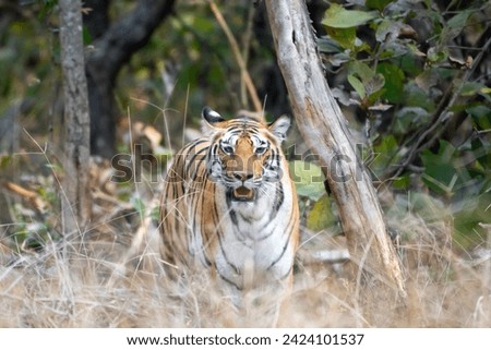 tigress coming out from forest in the early morning magical light making the moment beautiful 