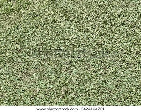 Dubai, uae - February 14,2024 : Picture contains a beautiful green grass background