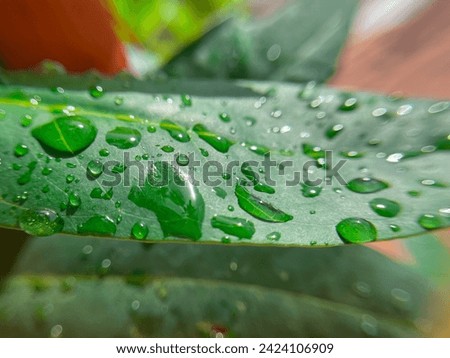 Raindrops on fresh green leaves on a blur background. Macro shot of water droplets on leaves. Waterdrop on green leaf after a rain.