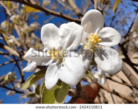 beautiful white flower closeup picture