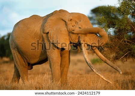 Craig, the great old male Elephant with the largest Tusks in the Wolrd, Amboseli National Park, Kenya