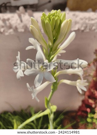 Bring the allure of the Tuberose into your world with this captivating photo, perfect for botanical enthusiasts. this high-quality image that celebrates the Tuberose's timeless charm.