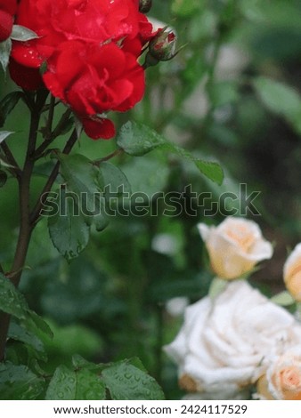Red and white roses against each other