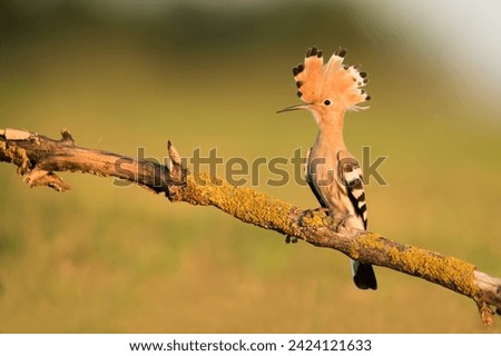 Eurasian hoopoe is one of the most beautiful bird Royalty-Free Stock Photo #2424121633
