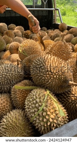 Buy durian fruit on the side of the road