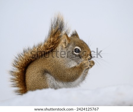 A cute squirrel eating some snow.