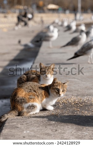 Two beautiful stray cats feeding on the street look at the camera. Seagulls along the coastline in the background. Pet love, animals, cats and togetherness concepts. Vertical close-up.