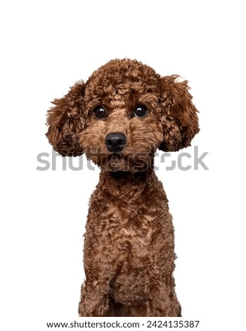 Vibrant Red Poodle Isolated on White Background - High-Quality Stock Photo for Pet, Animal, and Canine 