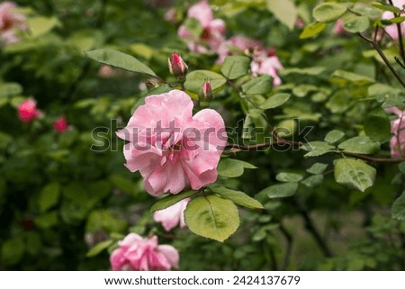 Fresh pink rosebuds on a bush in spring, summer garden. Flowering bud bloom. Floriculture, flowers, plants growing. Fragrant flower among green leaves